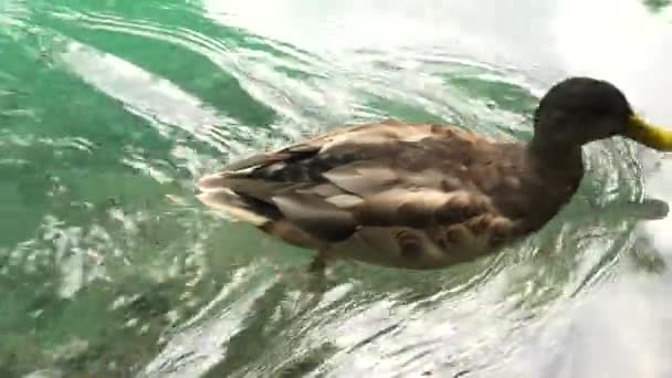 pływanie z kaczką w Parku Narodowym Jeziora Plitwickie - Materiał filmowy, wideo
