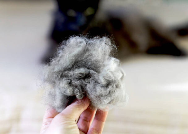 Una grande palla di lana grigia sullo sfondo di un gatto sdraiato Maine Coon. Concetto per il National Hairball Awareness Day. Curare un gatto dai capelli lunghi previene i bezoar. - Foto, immagini
