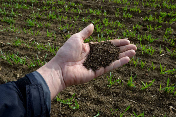 black fertile soil in the hands of a farmer. polyhedral structure, crumbly. most fertile slightly calcareous soil type lying on loess coverings of  lowlands, in place of steppes, saturated sorption - Photo, Image