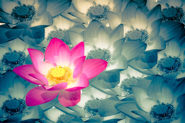 abstrakter Hintergrund von Lotusblumen  - Foto, Bild