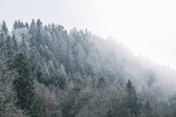 Fotografia de fundo de árvores, floresta ou florestas em montanhas durante o tempo nebuloso na temporada de inverno - Foto, Imagem