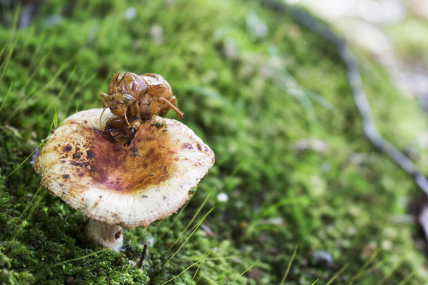 Cogumelo comestível e concha dourada de cigarra na floresta
 - Foto, Imagem