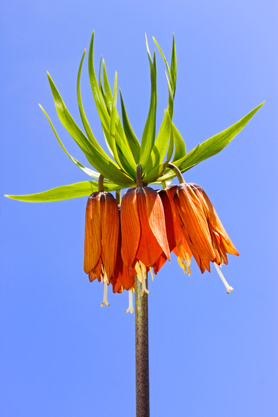 Primavera flor naranja
 - Foto, imagen