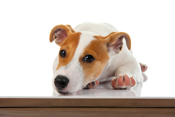 Jack russell terrier - Photo, Image