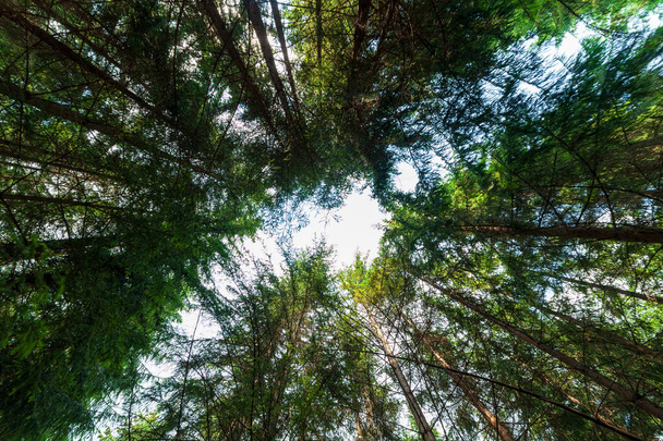 薄緑色の夏の空に対するモミの木のキャノピーの低角度ビュー - 写真・画像