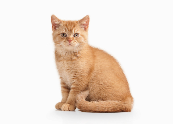 Cat. Small red british kitten on white background - Photo, image