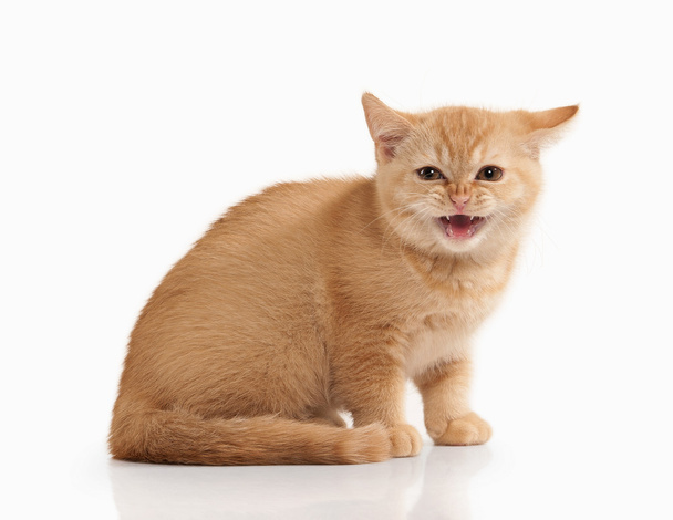 Gato. Pequeno gatinho britânico vermelho no fundo branco
 - Foto, Imagem
