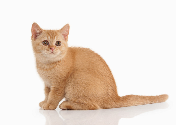 Cat. Small red british kitten on white background - Foto, Imagem