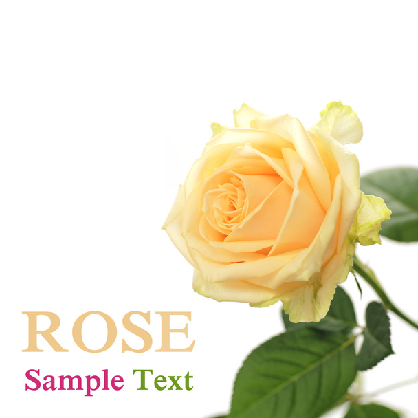 Colorful rose - Foto, imagen