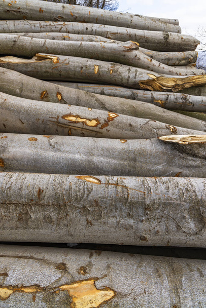 Dřevozpracující průmysl, sekané stromy na skládce dřeva - Fotografie, Obrázek