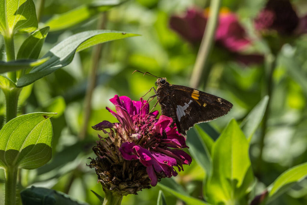 Dorosły kapitan motyl siedzący na szczycie magenty kolor cynku gotowy do picia nektaru widok z bliska w ogrodzie w słoneczny dzień w lecie - Zdjęcie, obraz