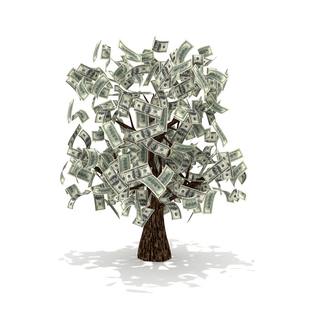 Dollar-Baum - Foto, Bild