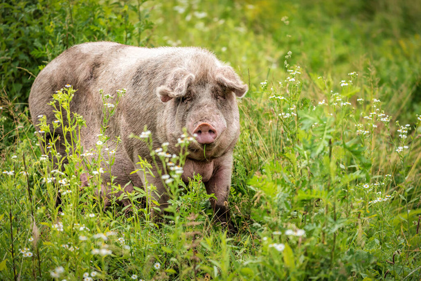 Gordura mãe porco pastando a grama no campo verde - Foto, Imagem