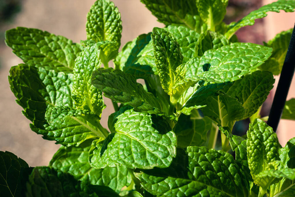 Bright green mint leaves with copy space - Фото, изображение