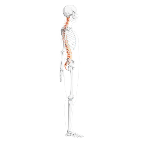 Πλευρική όψη ανθρώπινης σπονδυλικής στήλης με μερικώς διαφανή θέση σκελετού, νωτιαίο μυελό, θωρακική οσφυϊκή μοίρα σπονδυλικής στήλης  - Διάνυσμα, εικόνα