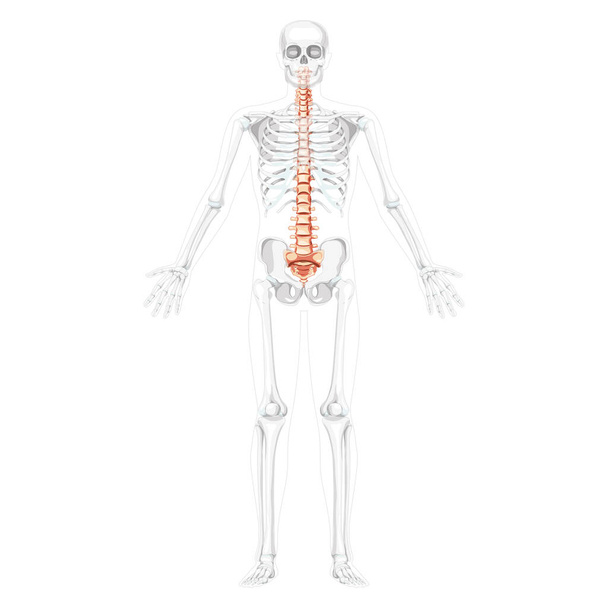 Human vertebral column front anterior view with partly transparent skeleton position, spinal cord, thoracic lumbar spine - Vector, Image