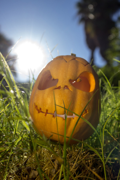 Halloween scary pumpkin in the gren grass - Φωτογραφία, εικόνα