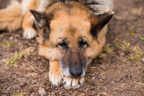 Dormir chien berger allemand en plein air sur le terrain dans la cour de la ferme de campagne. - Photo, image