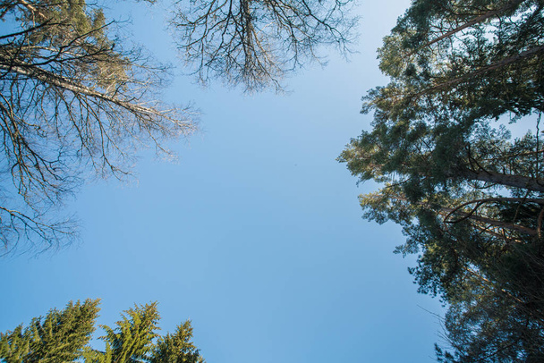 Яскраві сонячні промені падають через дерева в лісі
 - Фото, зображення