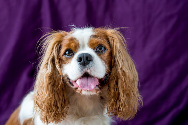 Cavalier King Charles Spaniel, dog - Photo, Image