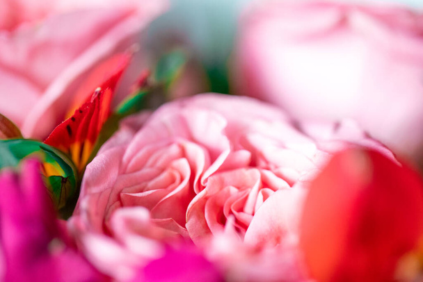 Пионовые розы. Изолированный красивый розовый цветок. Цветочная композиция. Цветочный фон, садовый цветок. Горизонтальные цветы. - Фото, изображение
