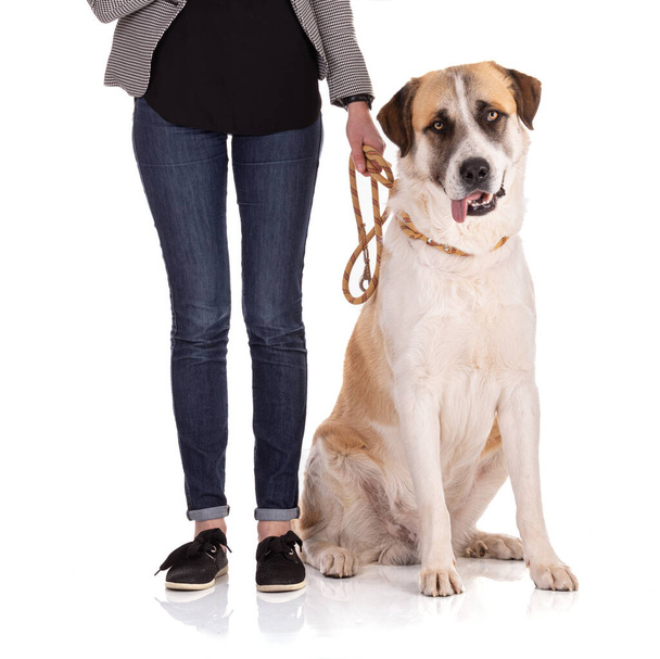 Great Pyrenees or Pyrenean mountain dog sitting on a leash on white background - Foto, afbeelding