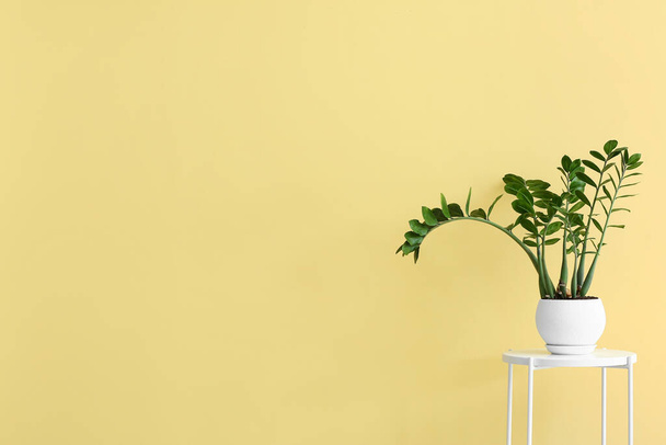Prachtige kamerplant op tafel nabij gele muur - Foto, afbeelding