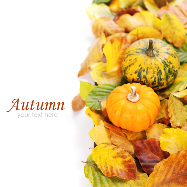 Autumn composition - Valokuva, kuva