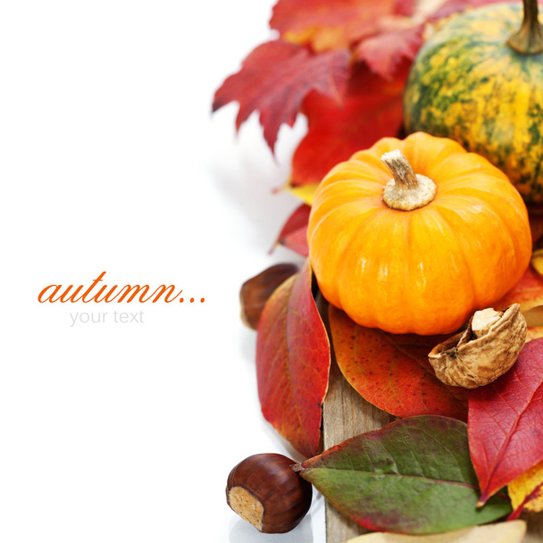 Autumn composition - Фото, изображение