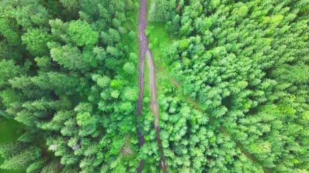 Úžasné záběry lesa v Karpatech od trubce. Širokoúhlý panoramatický záběr krásných stromů na Synevyrově louce vedle jezera Synevyr. Krásné krajiny Karpat na Ukrajině - Záběry, video