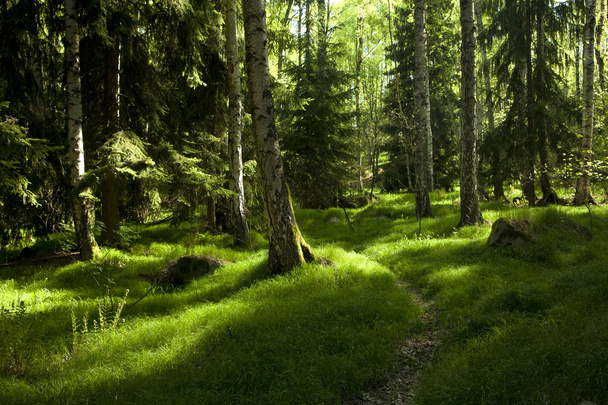 pravěký les - Fotografie, Obrázek