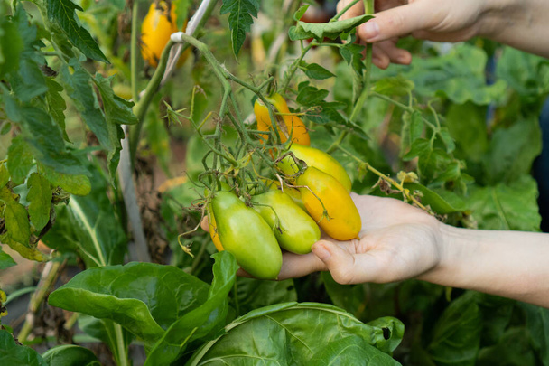 La mujer sostiene en su mano un cepillo de jugosos tomates amarillos alargados con un pico. Los productos frescos orgánicos se venden en el mercado de agricultores locales. Concepto de jardinería. agricultor mantiene una variedad de ternura - Foto, Imagen