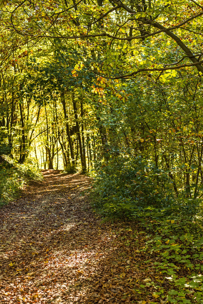 forest with autumnal painted leaves in warm, sunny color - Fotoğraf, Görsel