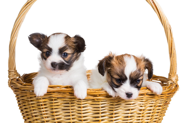 Two puppy in wicker basket   - 写真・画像