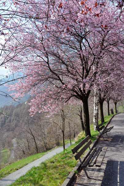 Güzel Erik ağaçları ilkbahar ve banklar çiçek açması - Fotoğraf, Görsel