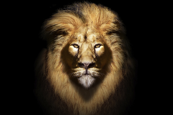 Retrato de león macho africano, animal salvaje aislado - Foto, Imagen