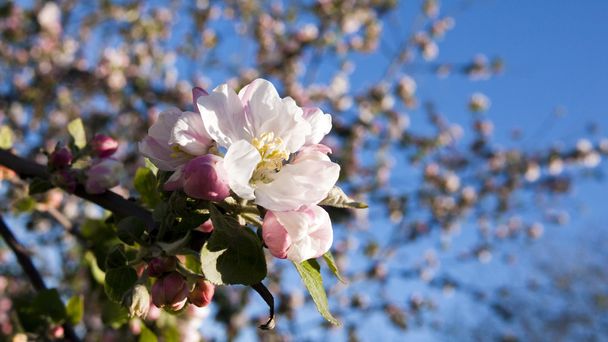 Apple blossoms - Fotó, kép