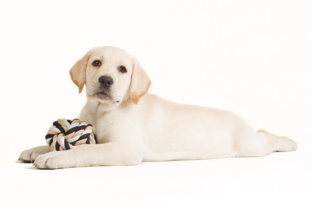 Labrador cucciolo con una palla beige
 - Foto, immagini