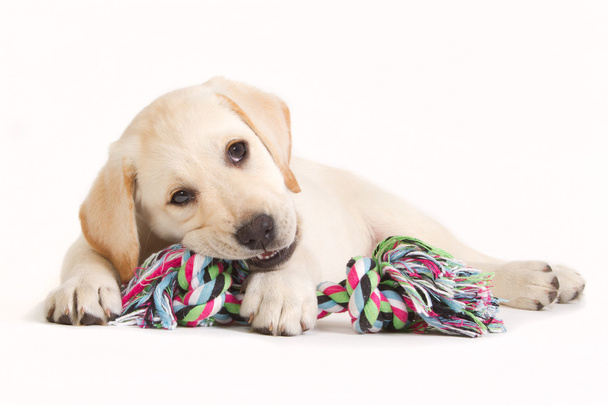 Labradorin pentu puree värillisessä lelussa
 - Valokuva, kuva