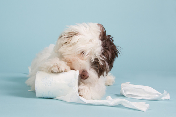 Tuvalet kağıdı ile Boomer köpek yavrusu - Fotoğraf, Görsel