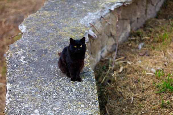 Un gato negro se sienta en una valla de hormigón. Concepto de superstición. Fondo con espacio de copia - Foto, imagen