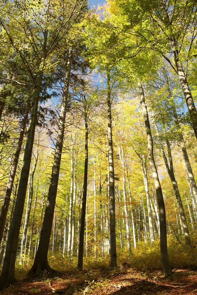 Autumn beech forest - Фото, изображение