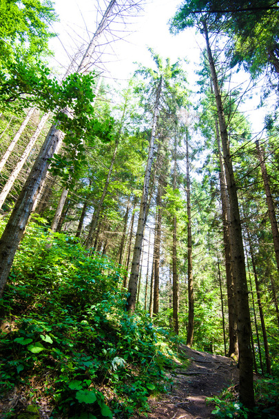 Beautiful green forest - Fotoğraf, Görsel