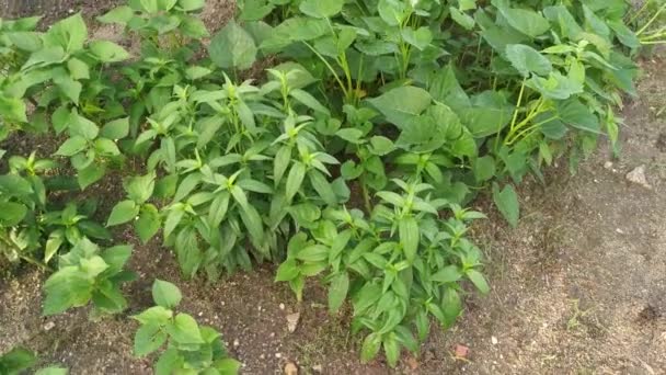 green sabah snake grass plant - Footage, Video