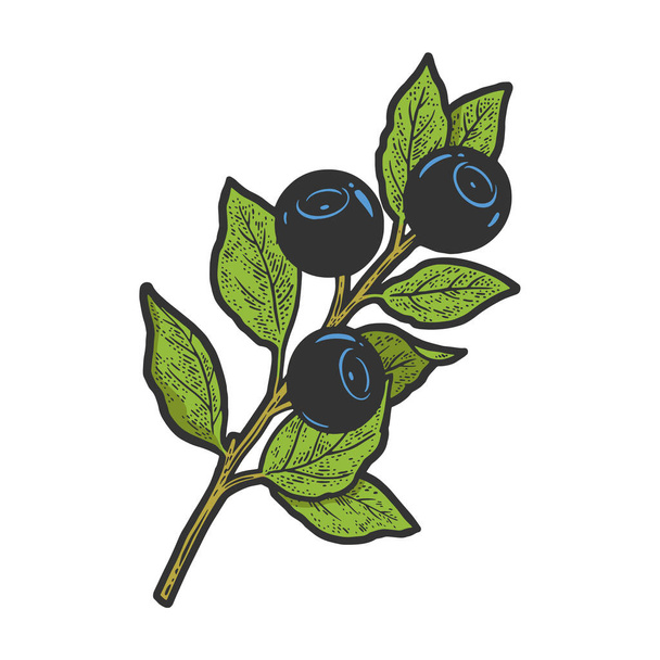 blueberry color sketch vector illustration - ベクター画像