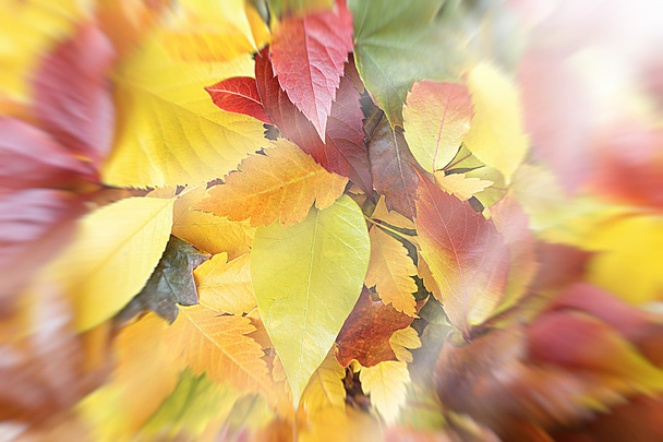 Herfst kleurrijke gevallen bladeren op grond - Foto, afbeelding