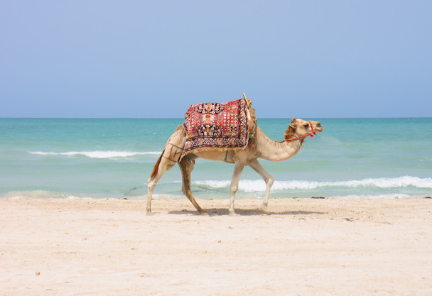 camello en la playa - Foto, imagen