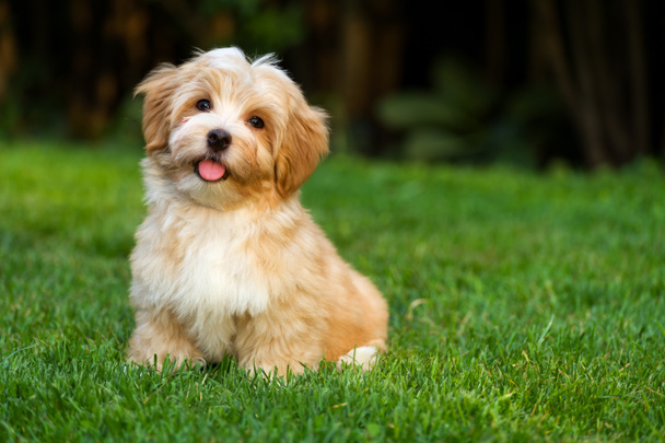 Happy little orange havanese puppy dog is sitting in the grass - Photo, Image