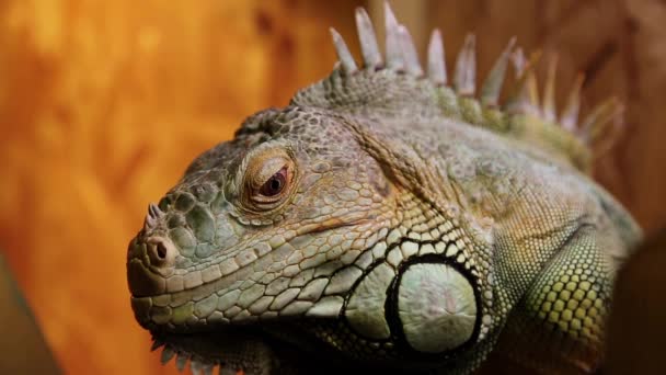 Zielona iguana w terrarium - Materiał filmowy, wideo