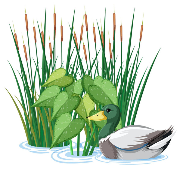 Pato nadando en el estanque ilustración
 - Vector, imagen